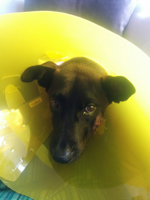 Angus welcomes the New Year in a cone of shame