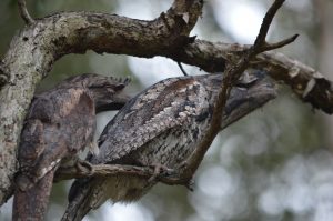 Tawny Frogmouth