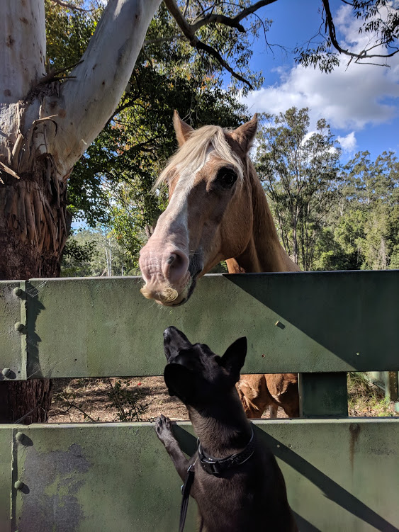 Angus makes friends with Baby 