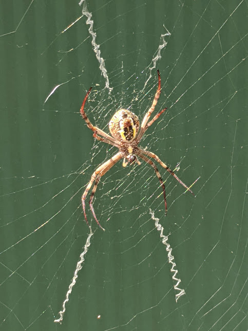 The Scottish Spider