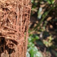bark