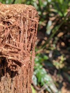 bark