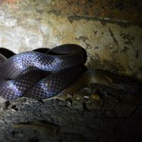 golden crowned snake