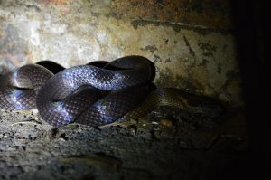 golden crowned snake